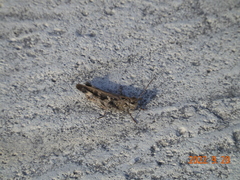Oedaleus infernalis