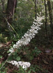 Actaea simplex