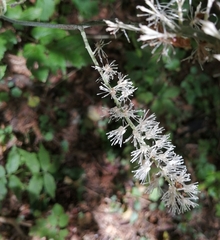 Actaea simplex