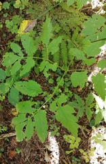 Actaea simplex