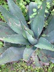 Agave atrovirens