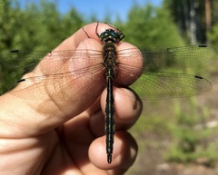 Somatochlora flavomaculata