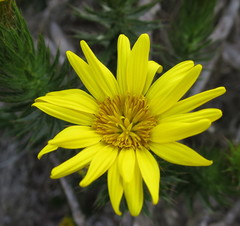 Cullumia carlinoides