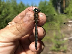 Somatochlora flavomaculata