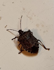 Halyomorpha halys