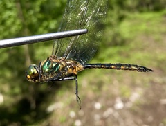 Somatochlora flavomaculata