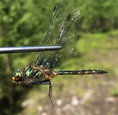 Somatochlora flavomaculata