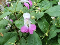 Impatiens balfourii
