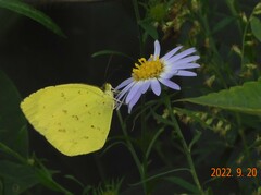 Eurema mandarina