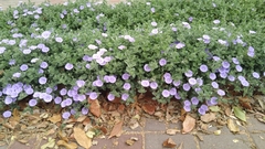 Convolvulus sabatius