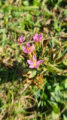 Centaurium