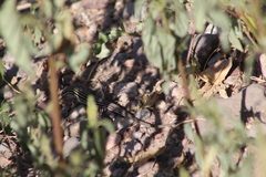 Aspidoscelis exsanguis