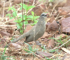 Taccocua leschenaultii