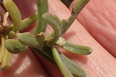 Eriocephalus racemosus