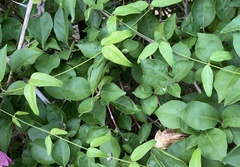 Dischidanthus