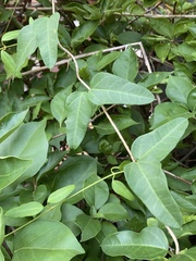 Dischidanthus