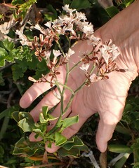 Limonium peregrinum