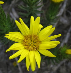 Cullumia carlinoides