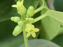 Dischidanthus