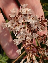 Limonium peregrinum