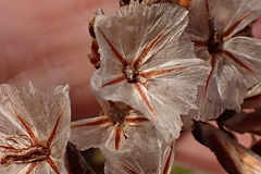 Limonium peregrinum