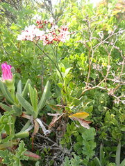 Limonium peregrinum