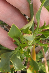 Limonium peregrinum