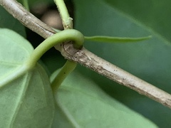 Dischidanthus