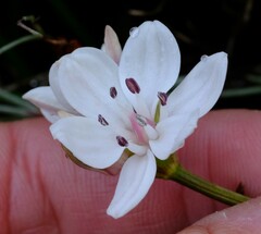 Burchardia umbellata