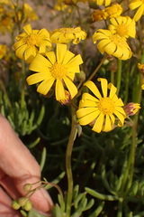 Crassothonna capensis