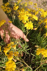 Crassothonna capensis