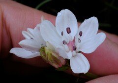 Burchardia umbellata