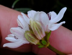 Burchardia umbellata
