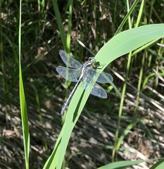 Gomphus vulgatissimus