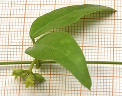 Dischidanthus