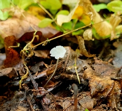 Delicatula integrella