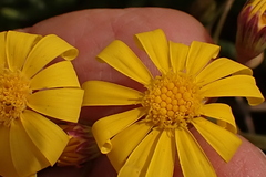 Crassothonna capensis