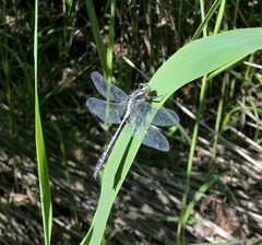 Gomphus vulgatissimus