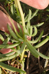 Crassothonna capensis