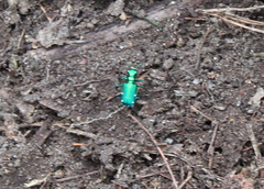 Cicindela sexguttata