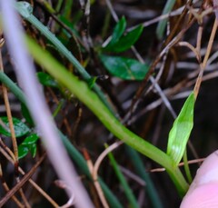 Burchardia umbellata