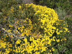 Crassothonna capensis