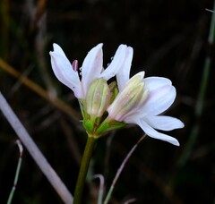 Burchardia umbellata