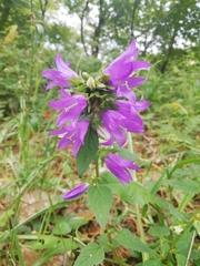 Campanula