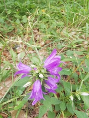 Campanula