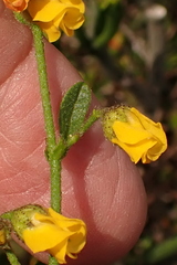 Hermannia multiflora