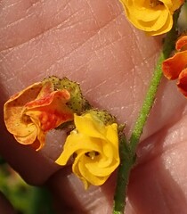 Hermannia multiflora