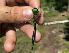 Somatochlora flavomaculata