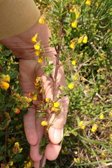 Hermannia multiflora