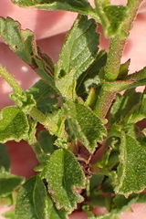 Hermannia multiflora
